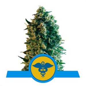 Royal Medic CBD CBD Cannabissamen kaufen