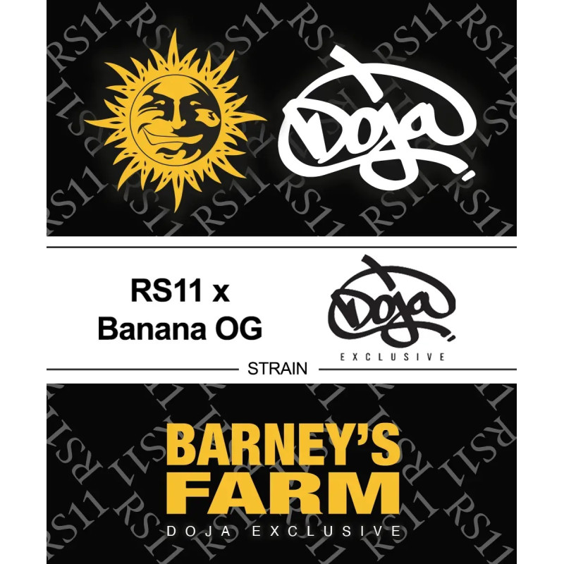 RS11 x Banana OG Strain - Barney's Farm - feminisierte Samen