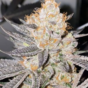 Runtz feminisierte Cannabissamen kaufen