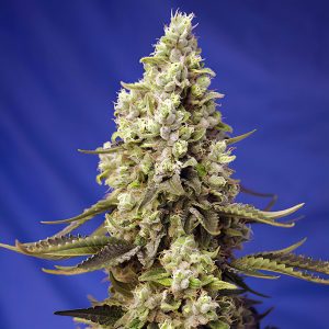 Runtz XL Auto - Sweet Seeds - Autoflowering Samen