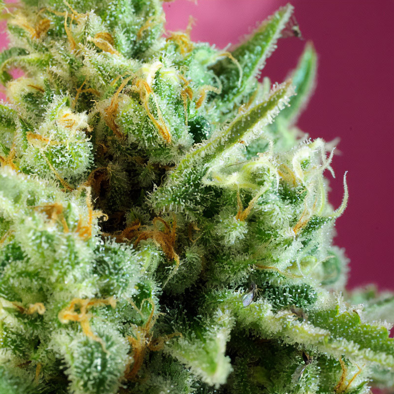 S A D Sweet Afgani Delicious Cbd Sweet Seeds CBD Cannabissamen, Ansicht 3