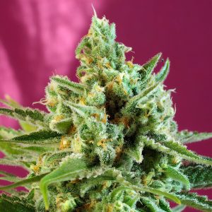S.A.D Sweet Afgani Delicious CBD - Sweet Seeds - Samen