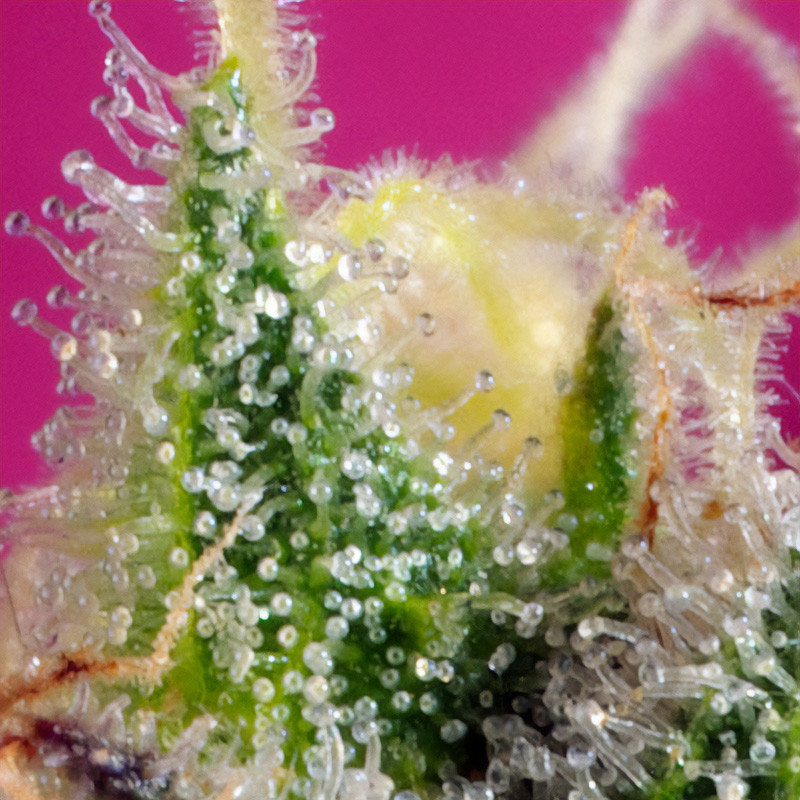 S A D Sweet Afgani Delicious Cbd Sweet Seeds CBD Cannabissamen, Ansicht 4