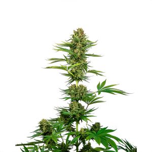 Satin Black Domina CBD - Sensi Seeds - Samen