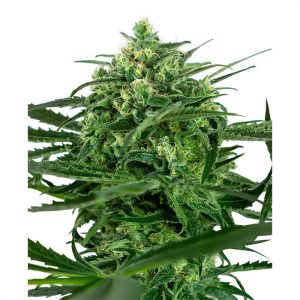 Sensi Amnesia - Sensi Seeds - feminisierte Samen