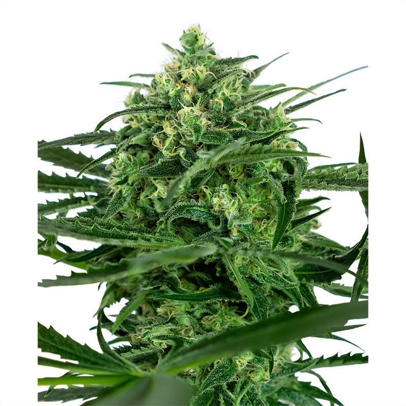 Sensi Amnesia - Sensi Seeds - feminisierte Samen