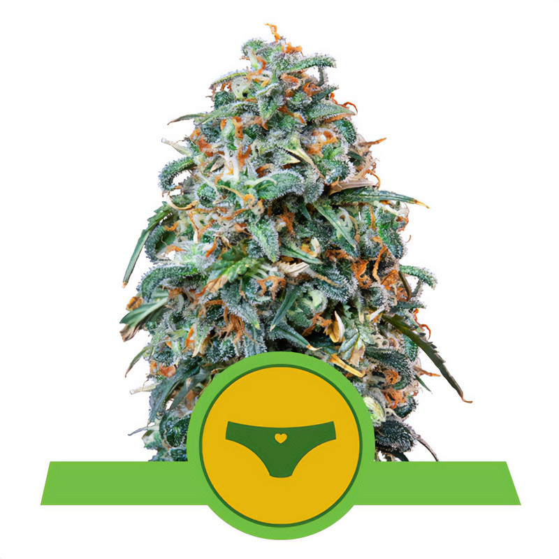 Sherbet Queen - Royal Queen Seeds - Autoflowering Samen