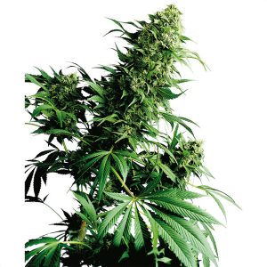 Shiva Shanti - Sensi Seeds - reguläre Samen