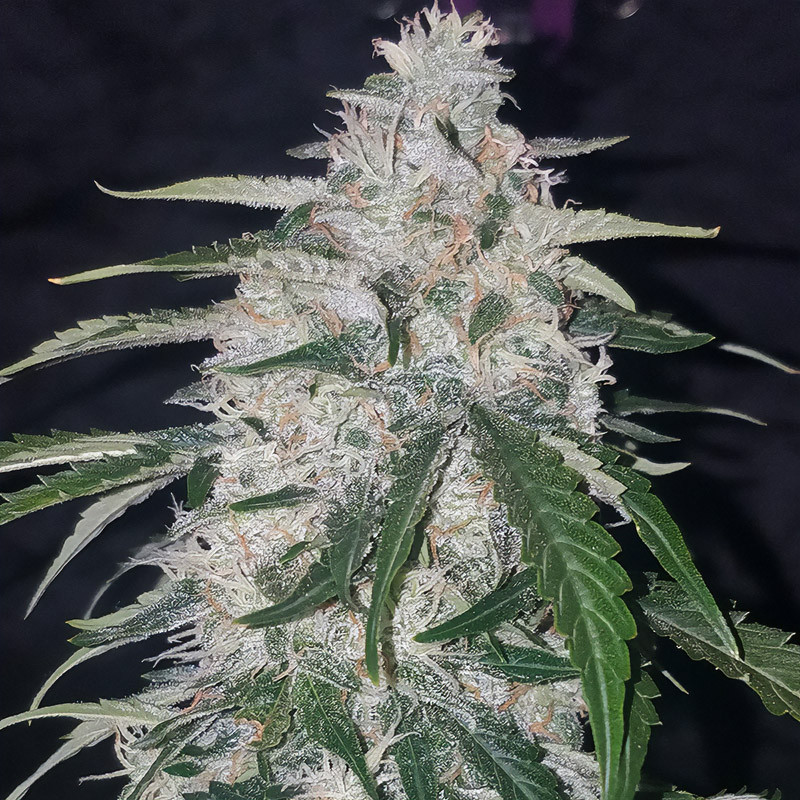 Six Shooter Auto autoflowering Cannabissamen, Ansicht 2