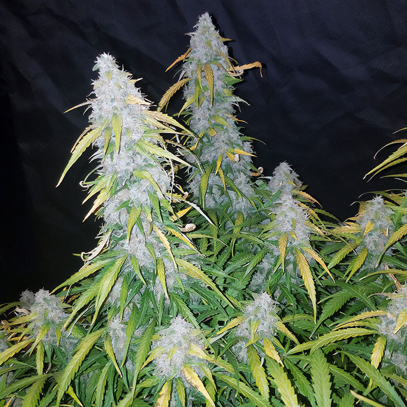 Six Shooter Auto autoflowering Cannabissamen, Ansicht 3