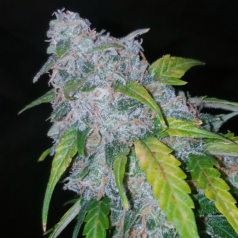 Six Shooter Auto - FastBuds - Autoflowering Samen