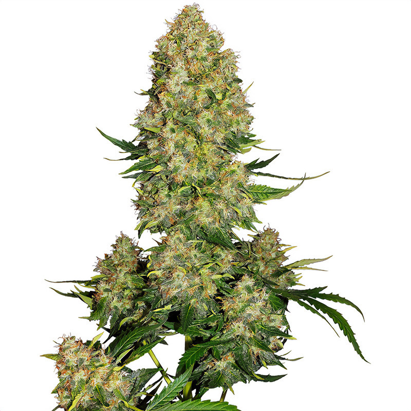 Skunk 1 Auto - Sensi Seeds - Autoflowering Samen