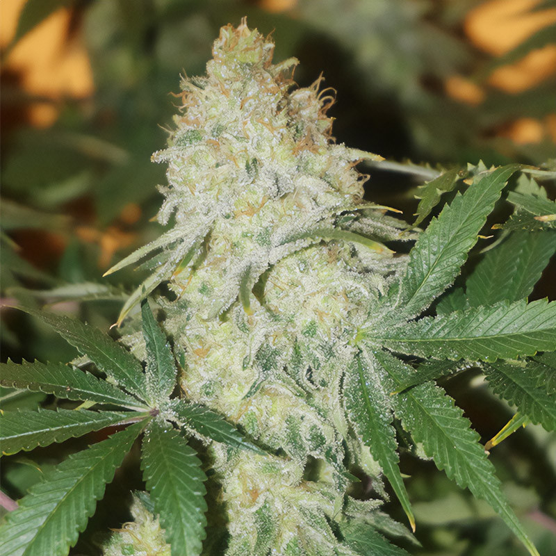 Skunk Haze Cbd Dutch Passion CBD Cannabissamen, Ansicht 2