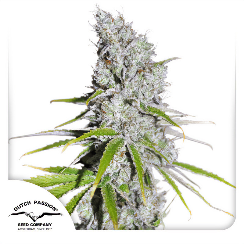 Skunk Haze CBD - Dutch Passion - Samen