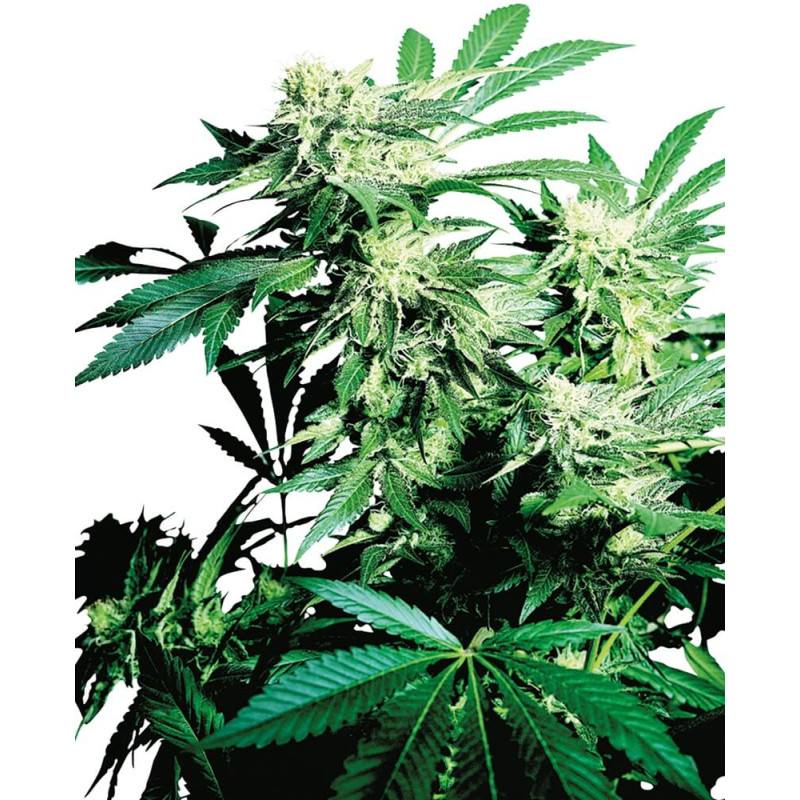 Skunk Kush feminisierte Cannabissamen kaufen