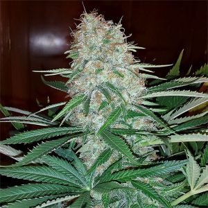Skunk Original feminisierte Cannabissamen kaufen