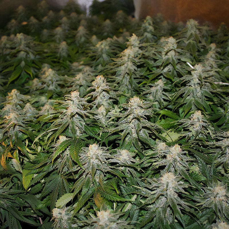 Skunk Original feminisierte Cannabissamen, Ansicht 2