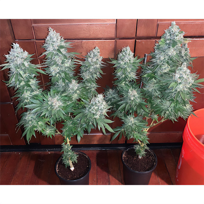 Skunk Original feminisierte Cannabissamen, Ansicht 3