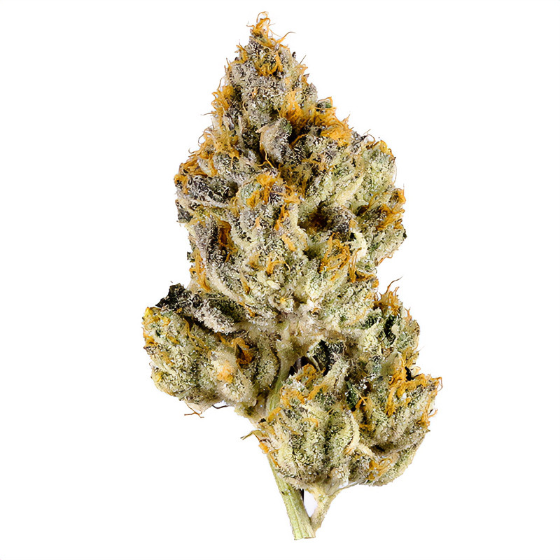 Skunk Original feminisierte Cannabissamen, Ansicht 4