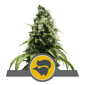 Skunk XL - Royal Queen Seeds - reguläre Samen