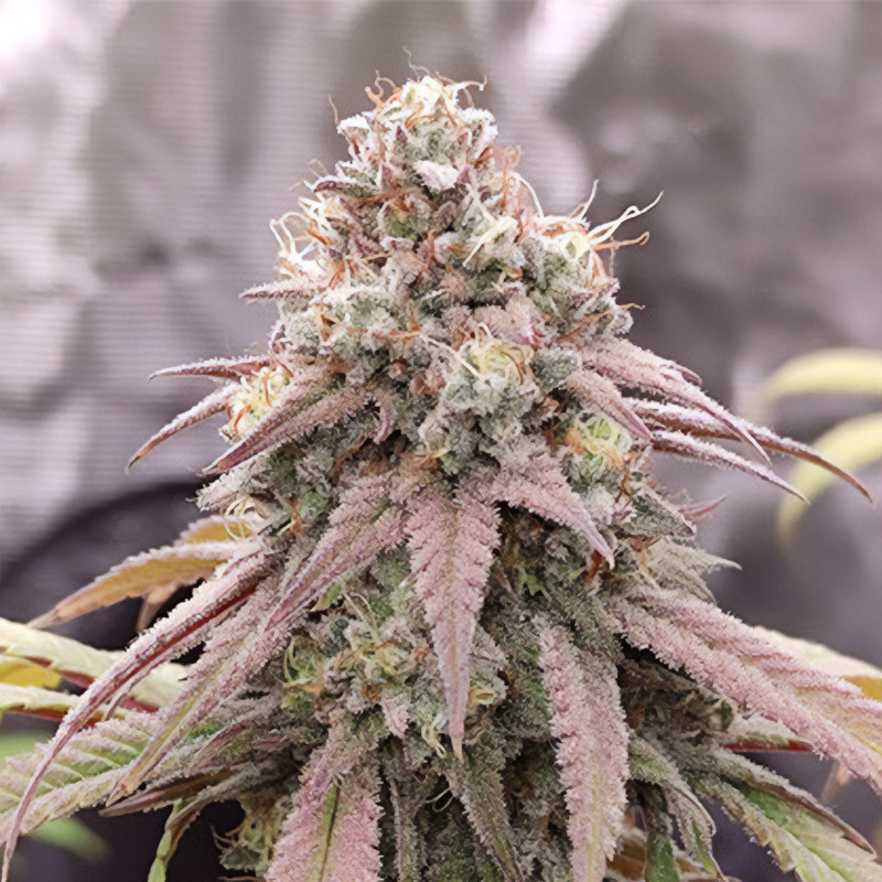 Skywalker Haze feminisierte Cannabissamen, Ansicht 2