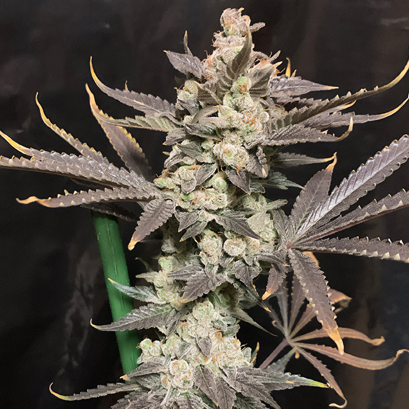 Skywalker Haze feminisierte Cannabissamen, Ansicht 3