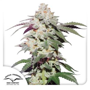 Skywalker Haze - Dutch Passion - feminisierte Samen