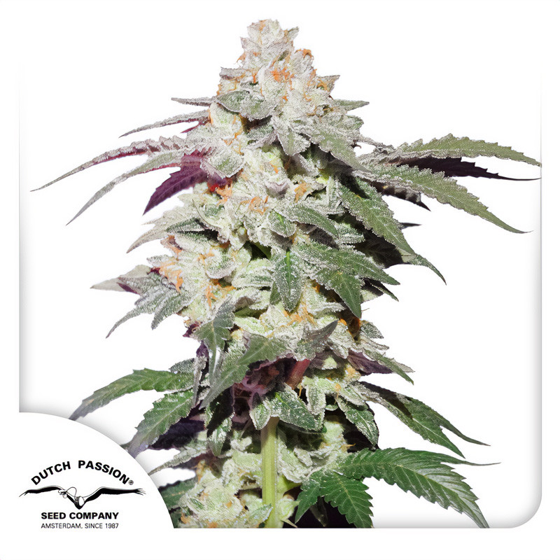 Skywalker Haze - Dutch Passion - feminisierte Samen