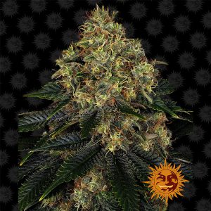 Skywalker OG Auto - Barney's Farm - Autoflowering Samen