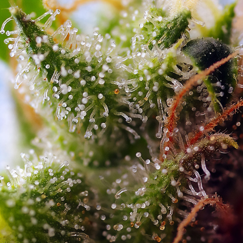 Skywalker OG Runtz XL Auto autoflowering Cannabissamen, Ansicht 3