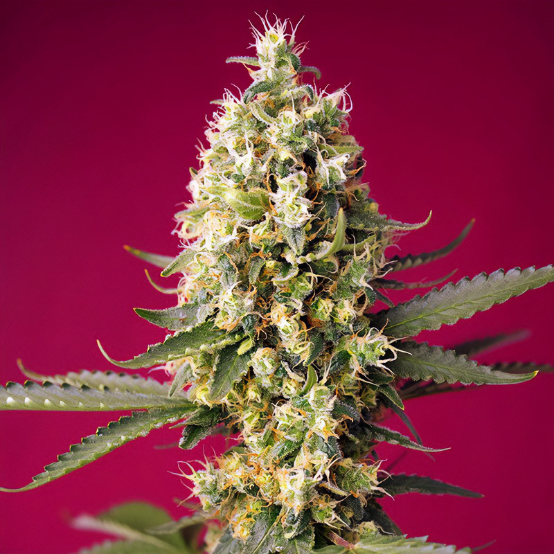 Skywalker OG Runtz XL Auto - Sweet Seeds - Autoflowering Samen