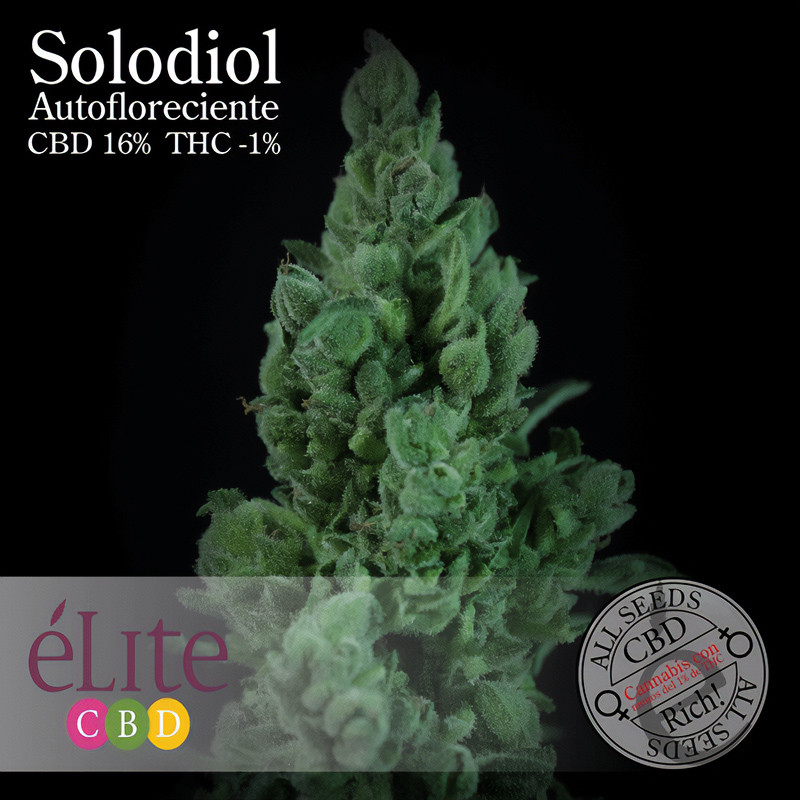Solodiol CBD Auto - Elite Seeds - Samen