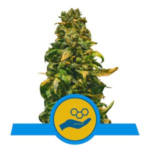 Solomatic CBD CBD Cannabissamen kaufen