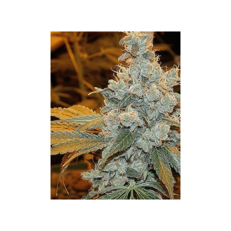 Sour Diesel feminisierte Cannabissamen kaufen