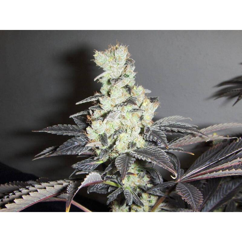 Sour Diesel feminisierte Cannabissamen, Ansicht 2