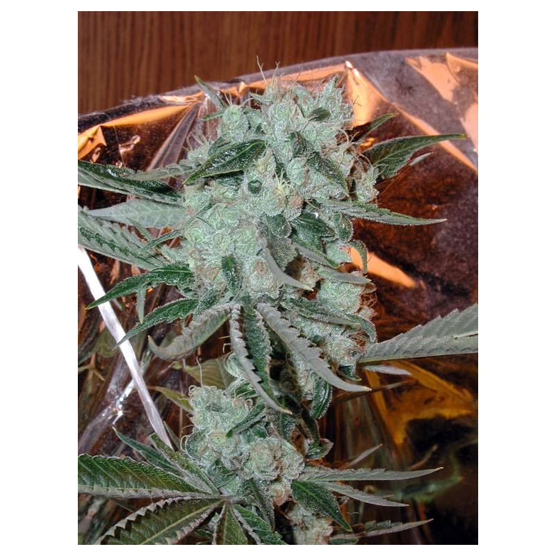 Sour Diesel feminisierte Cannabissamen, Ansicht 3