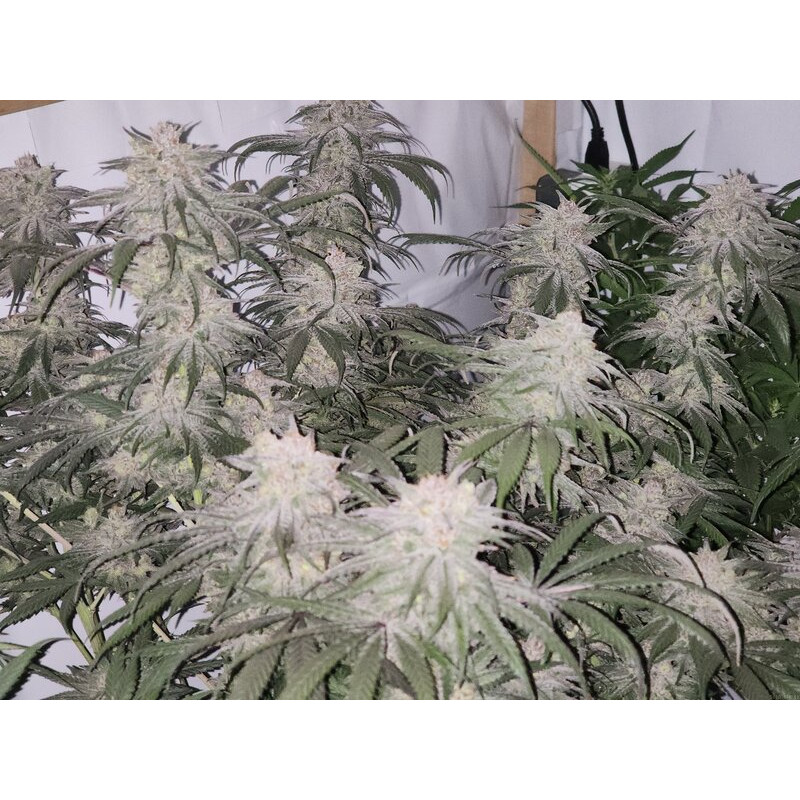 Sour Diesel feminisierte Cannabissamen, Ansicht 4