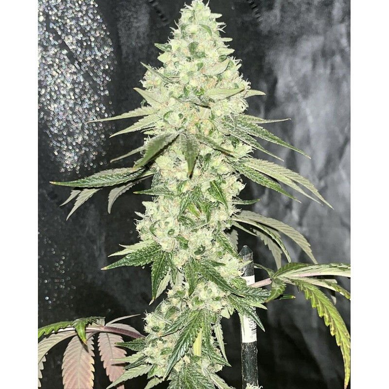 Sour Diesel feminisierte Cannabissamen, Ansicht 5