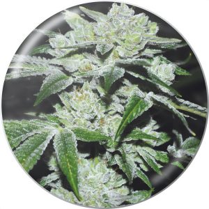 Sour Glue - Medical Seeds - feminisierte Samen