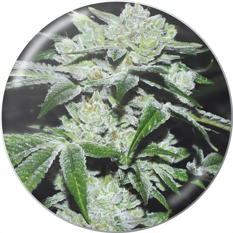 Sour Glue - Medical Seeds - feminisierte Samen