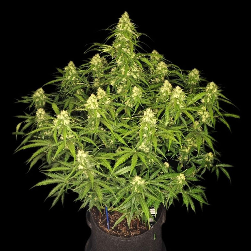 Sour Jealousy Auto autoflowering Cannabissamen, Ansicht 2