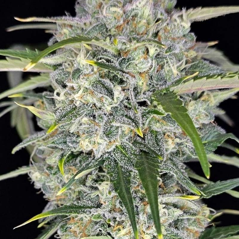 Sour Jealousy Auto autoflowering Cannabissamen, Ansicht 3