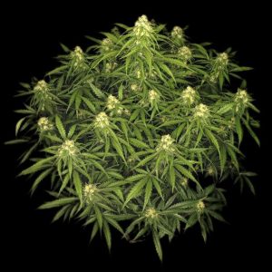 Sour Jealousy Auto - FastBuds - Autoflowering Samen
