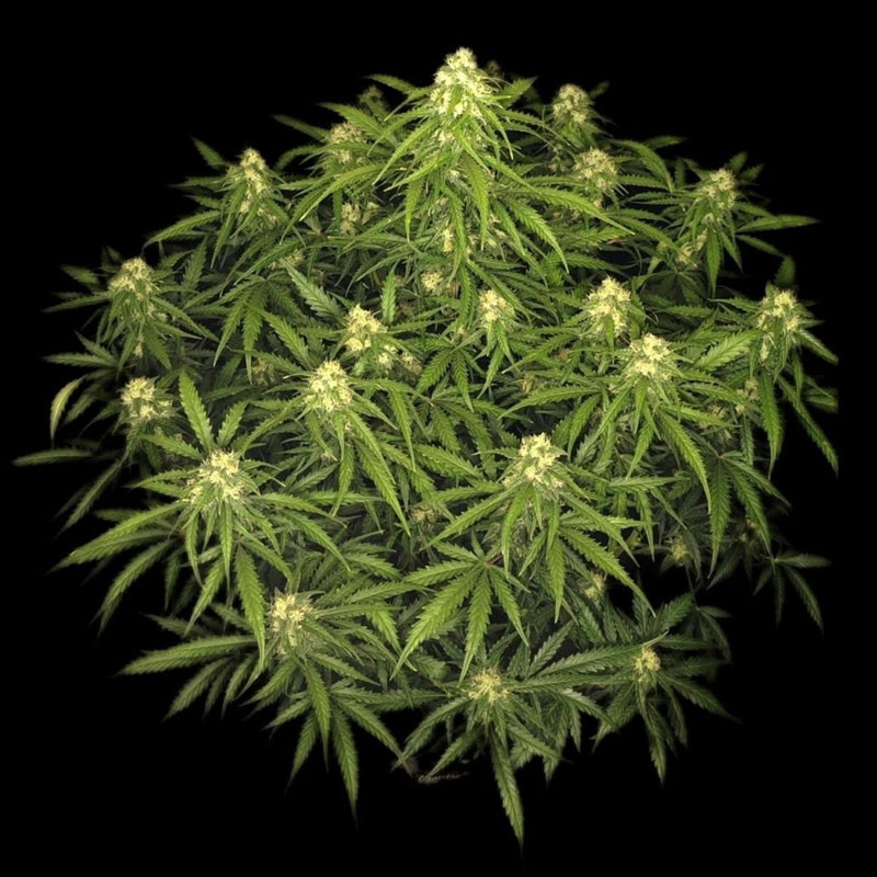 Sour Jealousy Auto - FastBuds - Autoflowering Samen