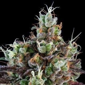 Sour Ripper - Ripper Seeds - feminisierte Samen