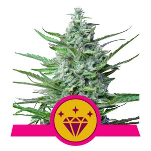 Special Kush 1 - Royal Queen Seeds - feminisierte Samen