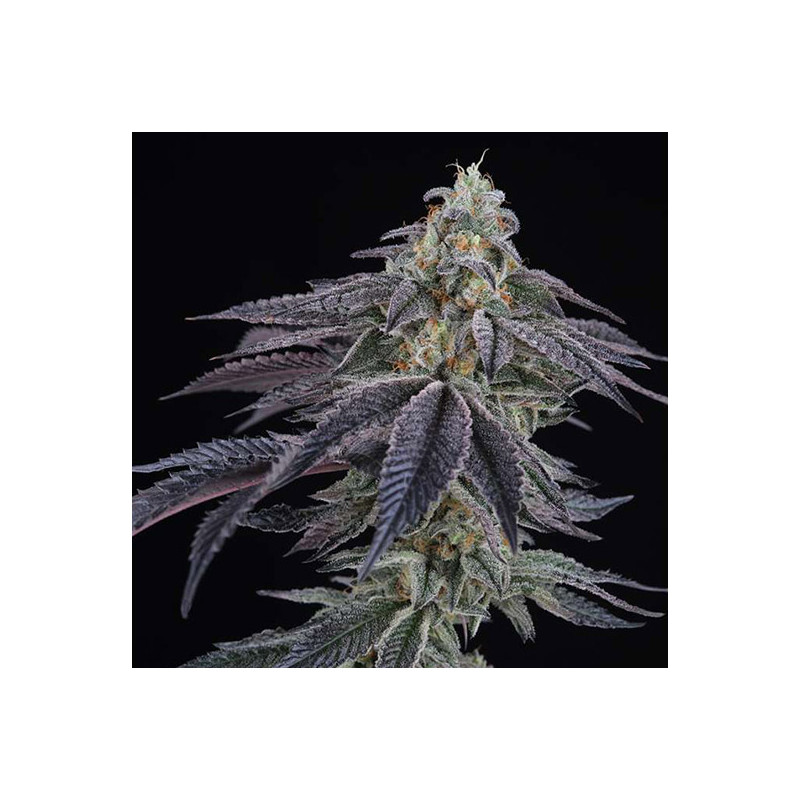 Spritz feminisierte Cannabissamen, Ansicht 2