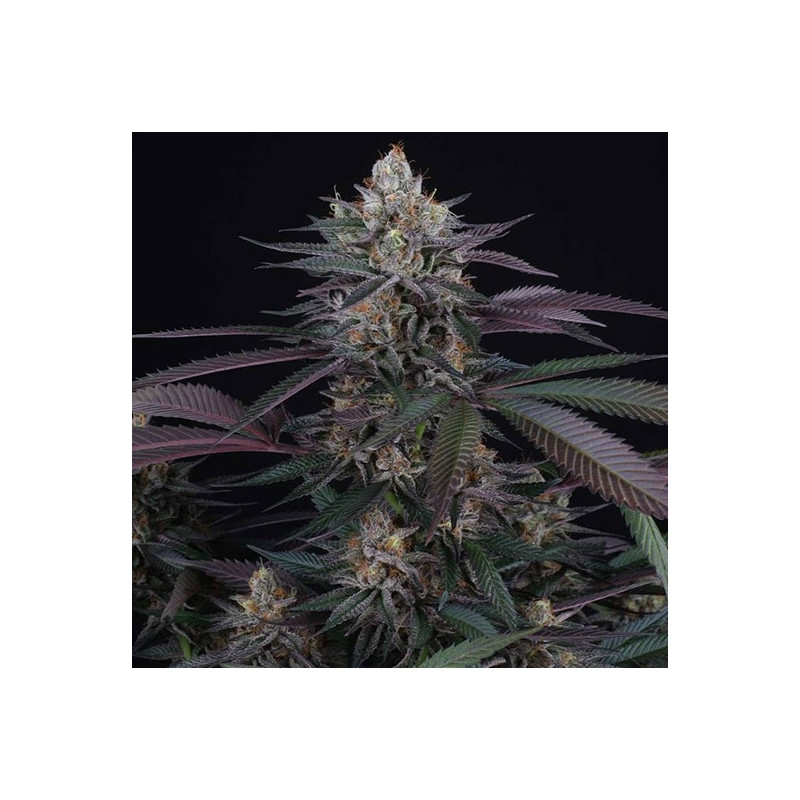 Spritz - Perfect Tree - feminisierte Samen