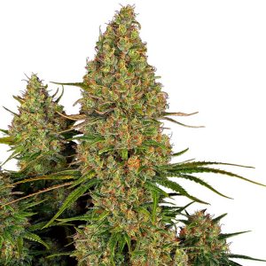 Sticky Orange XXL Auto - Sensi Seeds - Autoflowering Samen