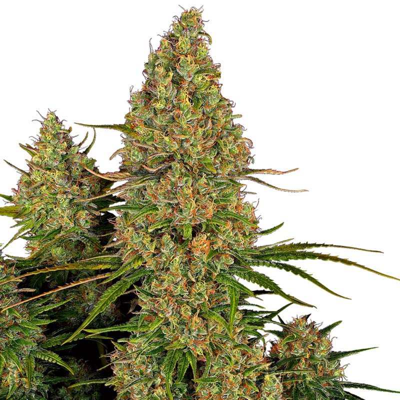 Sticky Orange XXL Auto - Sensi Seeds - Autoflowering Samen
